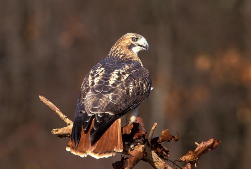 Most Dangerous Birds In The World 